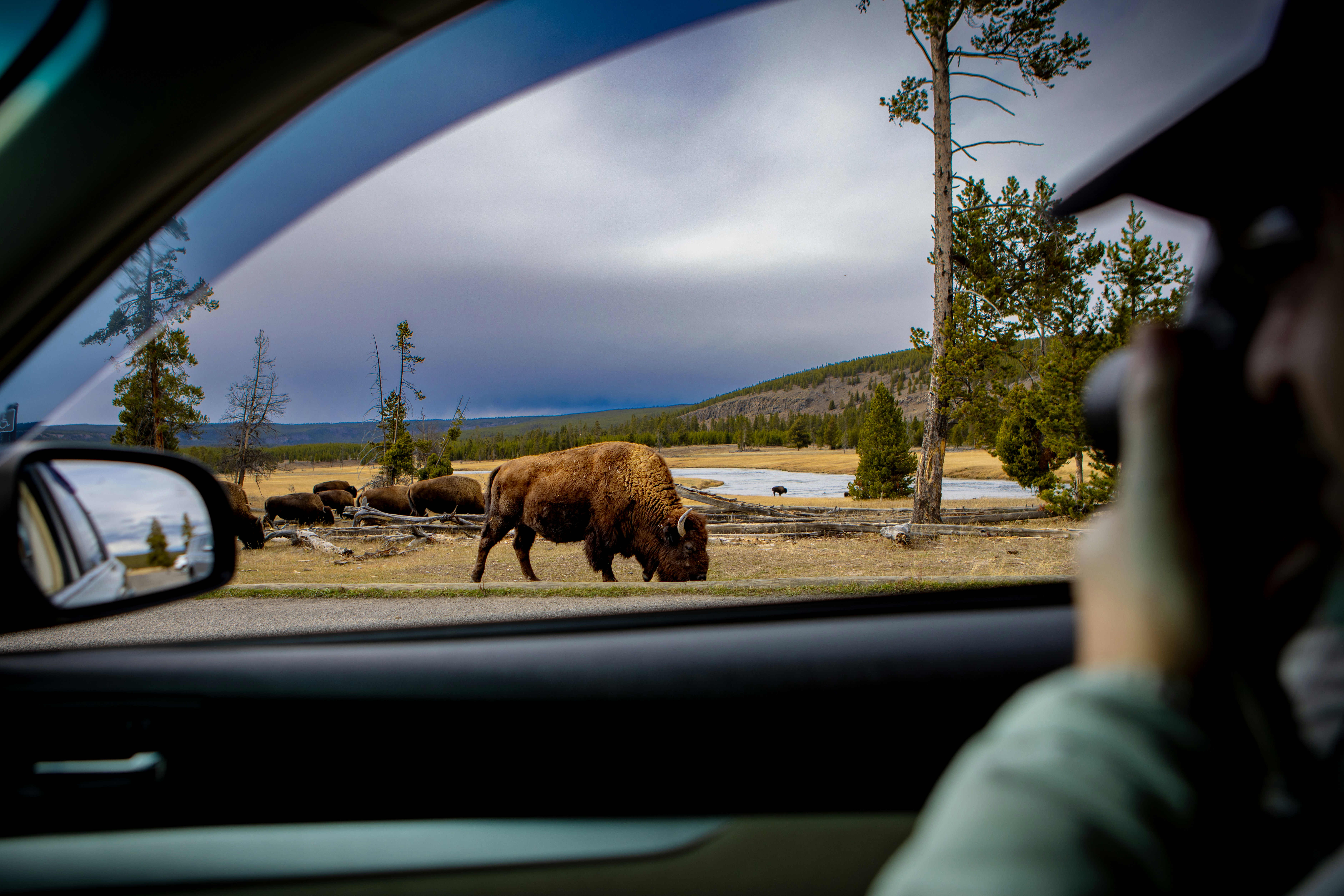Viewing bison from car in Yellowstone